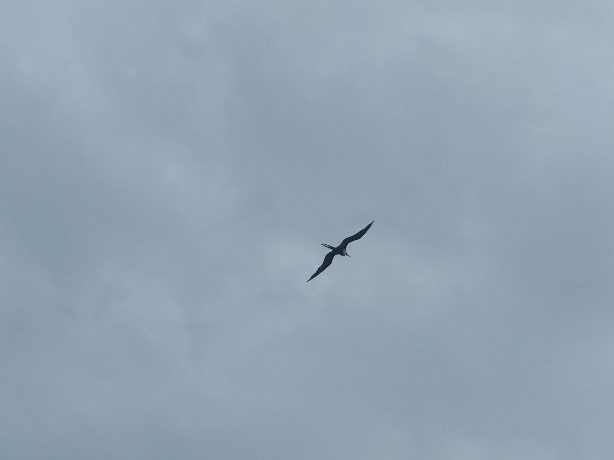 Magnificent Frigatebird - ML620764577