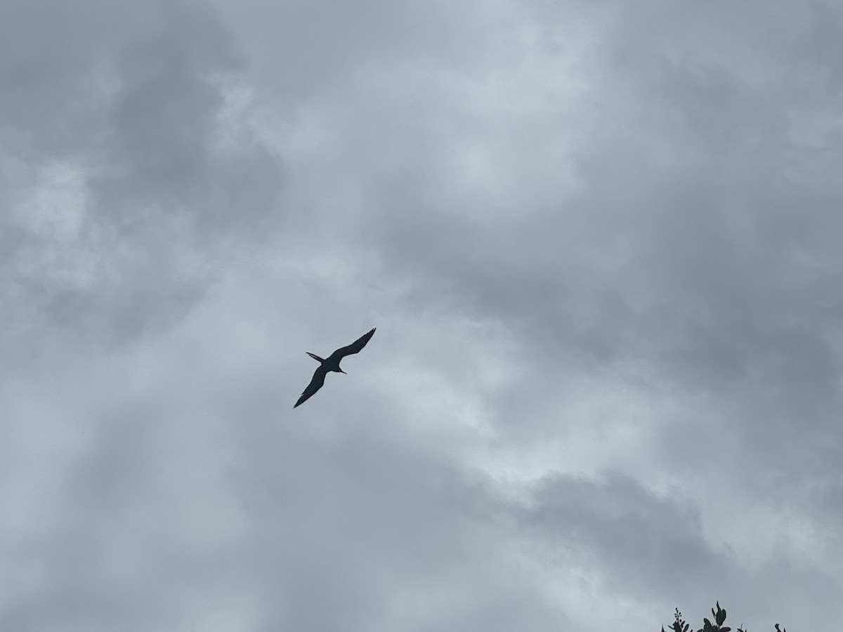 Magnificent Frigatebird - ML620764578