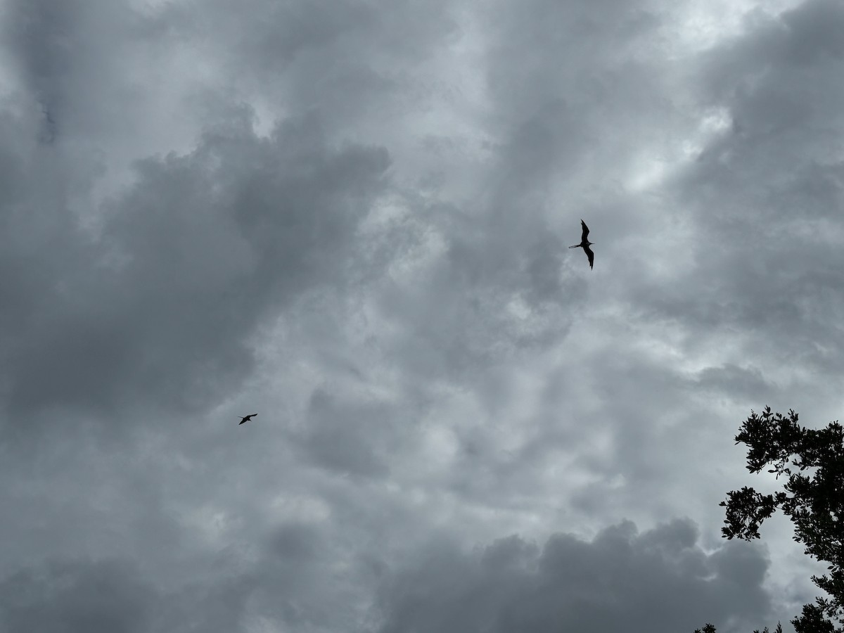 Magnificent Frigatebird - ML620764579