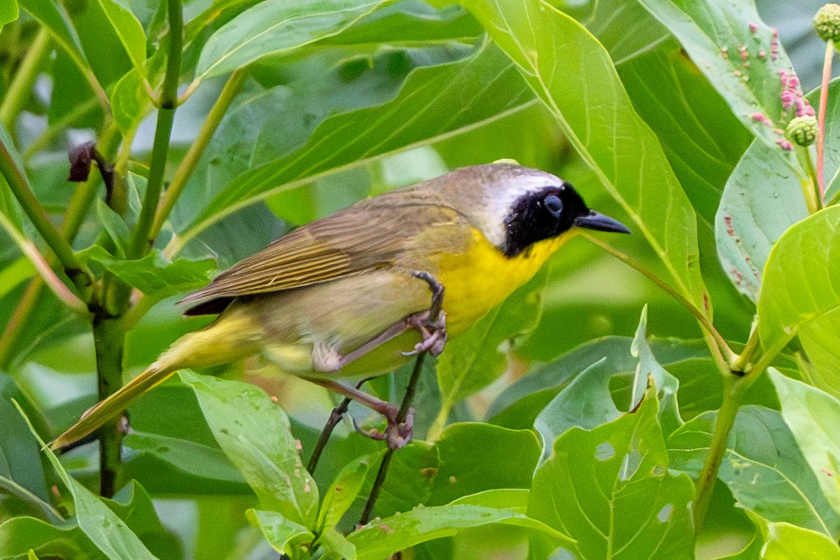 Common Yellowthroat - ML620764581