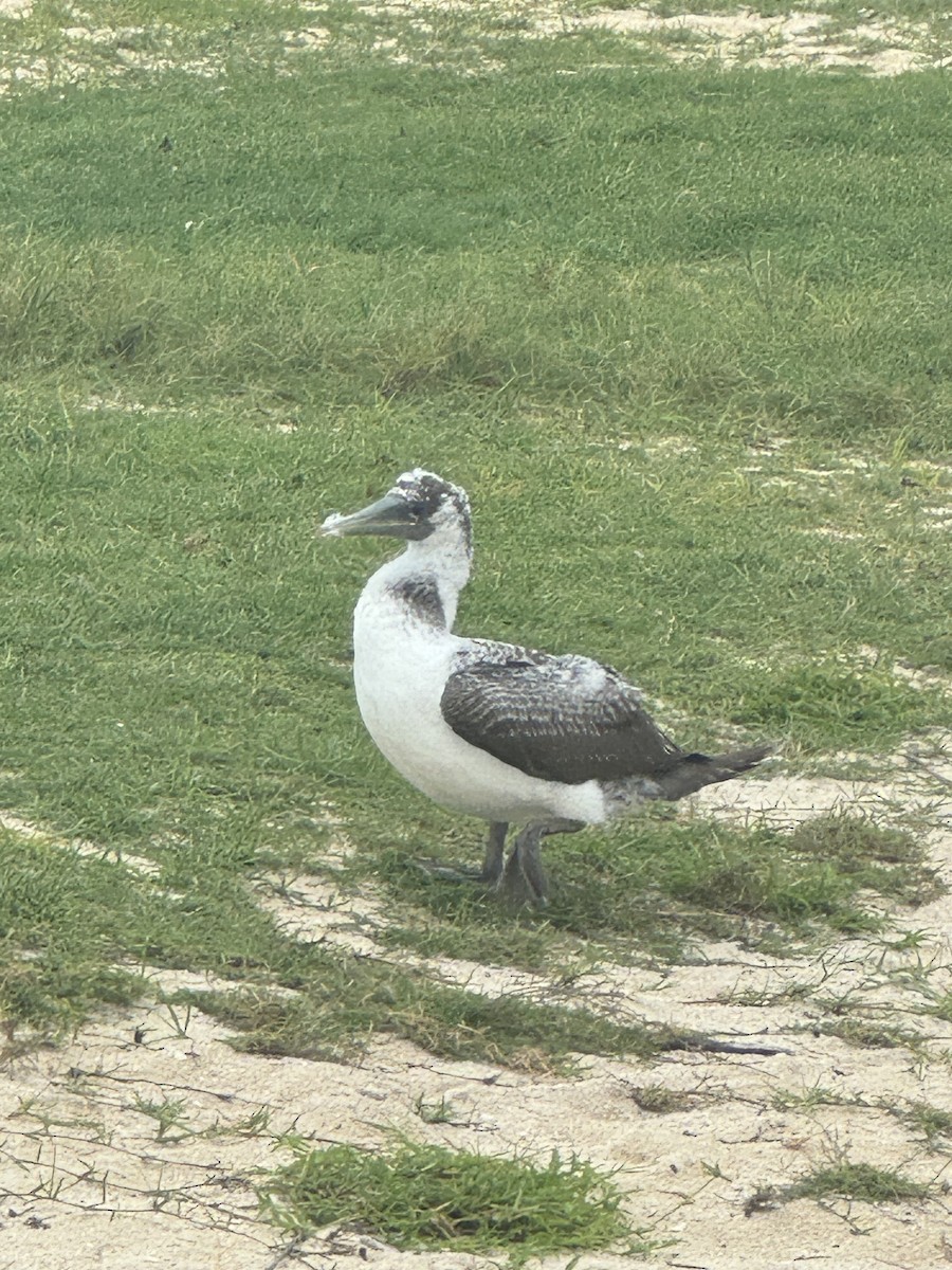 Masked Booby - ML620764582