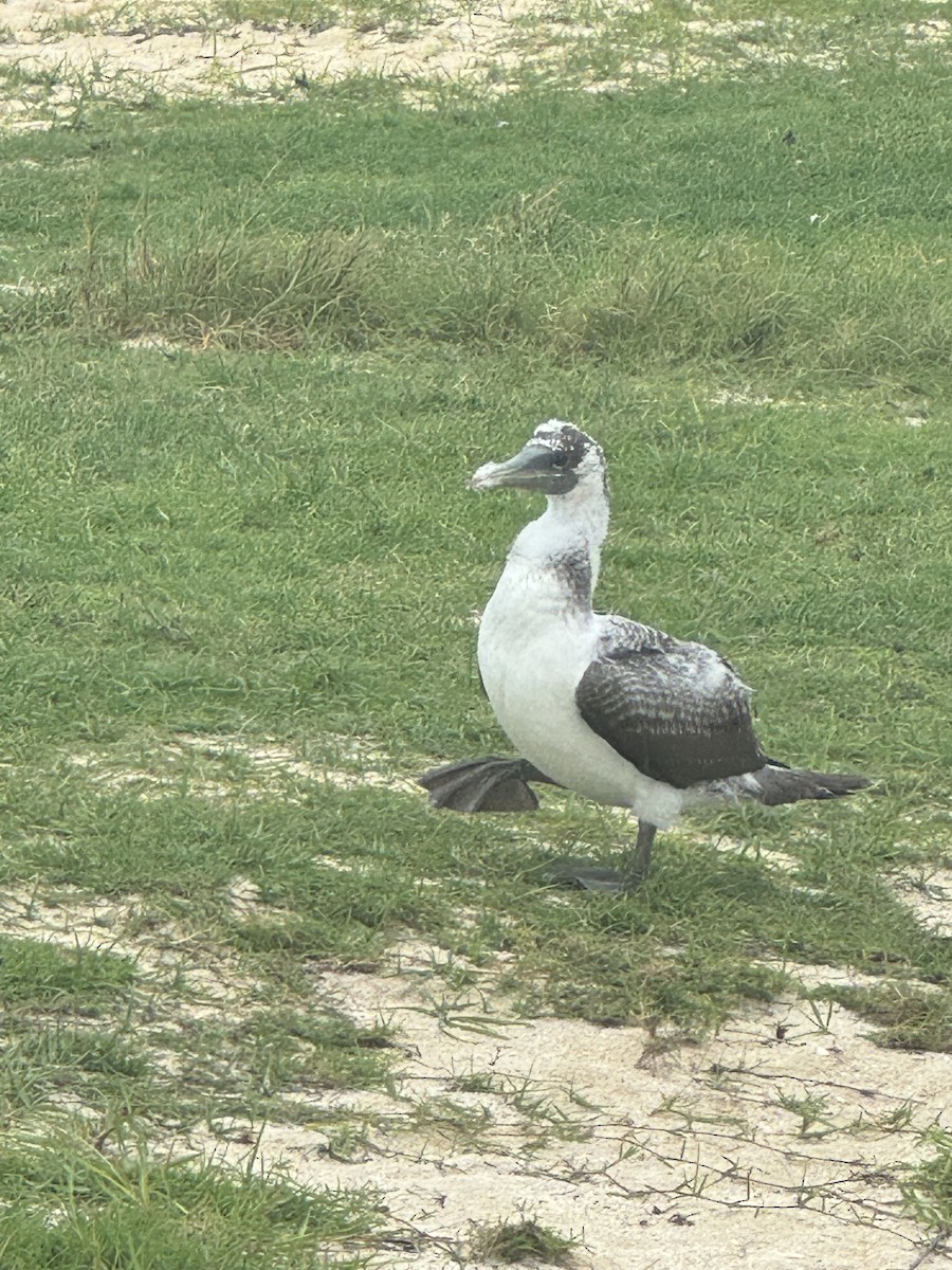 藍臉鰹鳥 - ML620764583