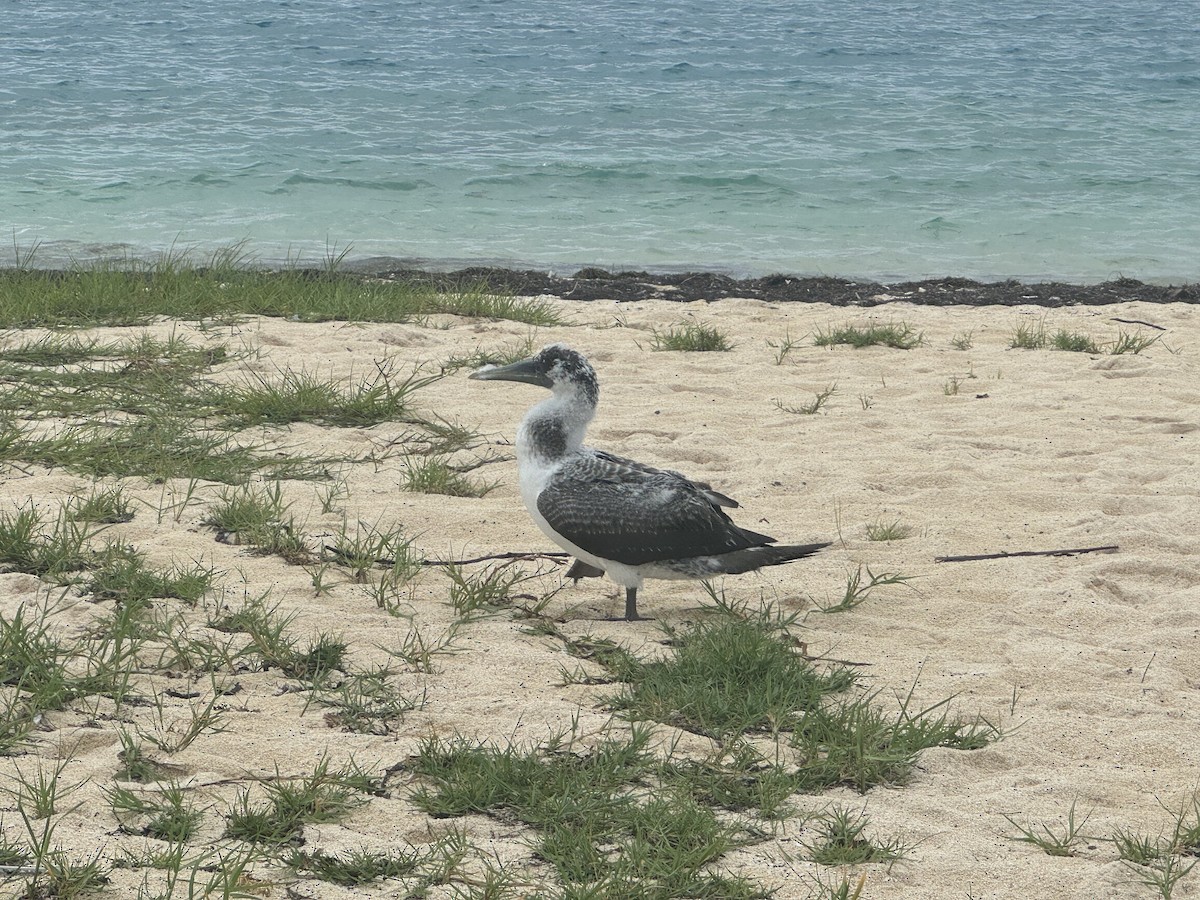 Masked Booby - ML620764585