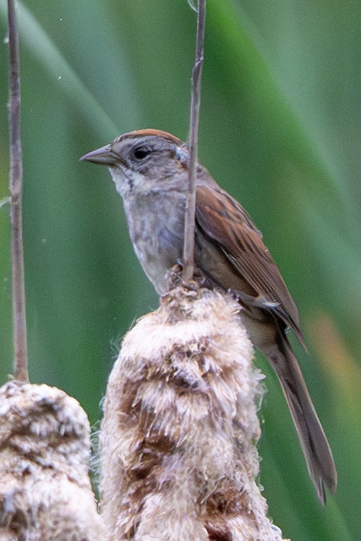 Swamp Sparrow - ML620764598