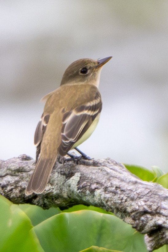 Willow Flycatcher - ML620764601