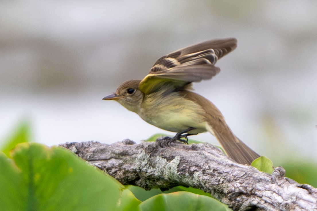 Willow Flycatcher - ML620764603