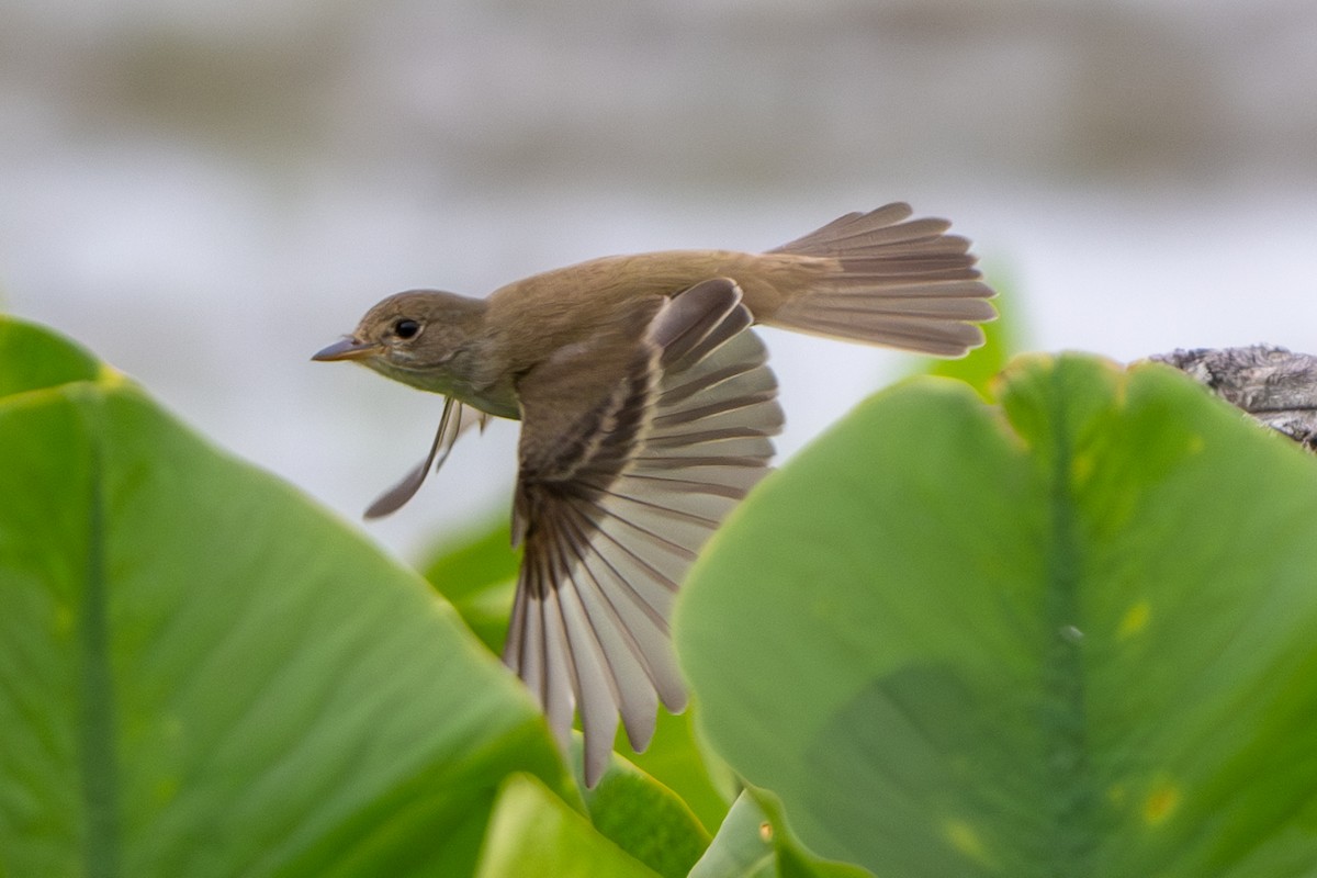 Willow Flycatcher - ML620764609