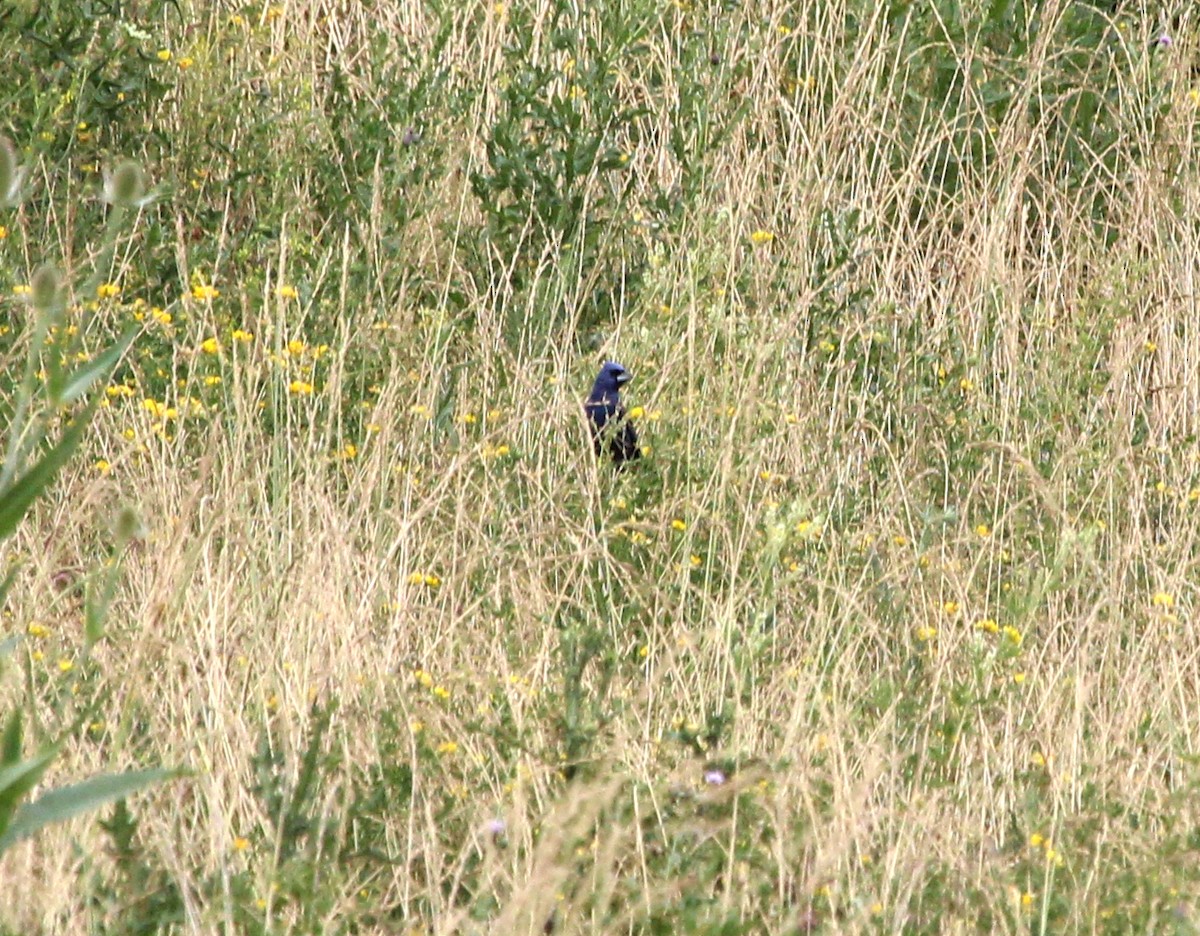 Blue Grosbeak - ML620764610