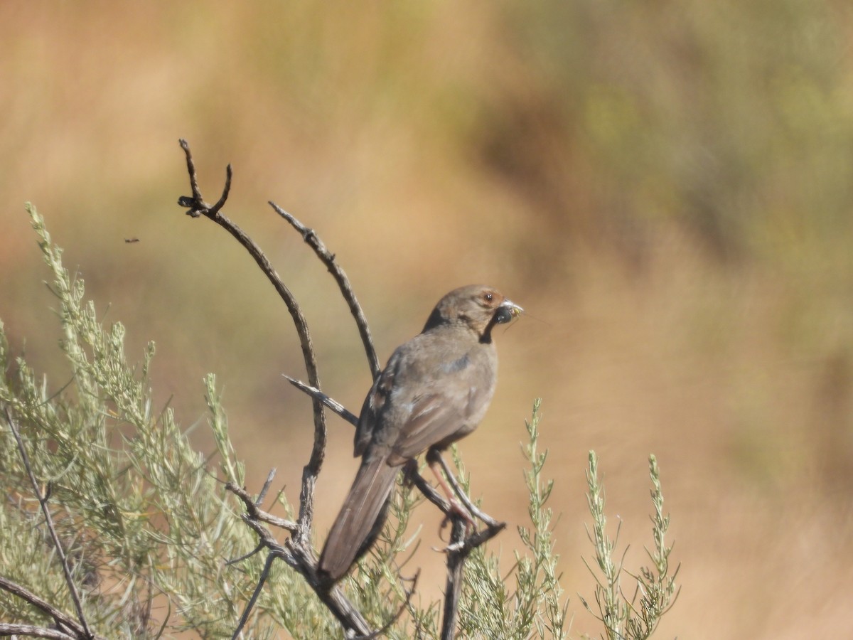 California Towhee - ML620764613