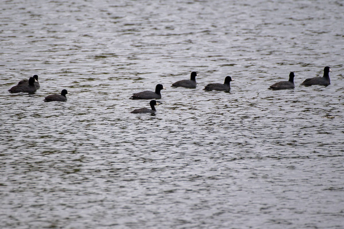 American Coot (Red-shielded) - Bill Tollefson