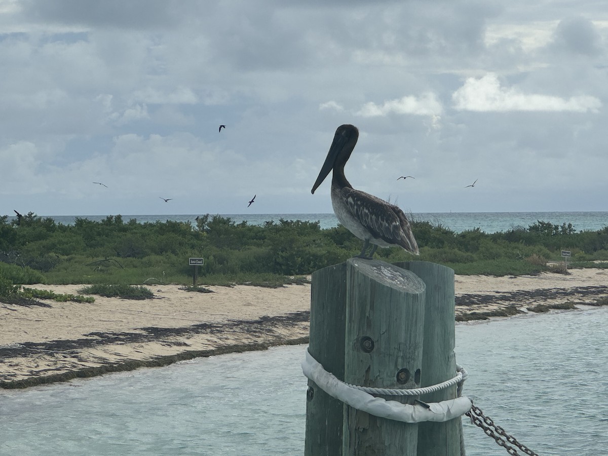 Brown Pelican - ML620764620