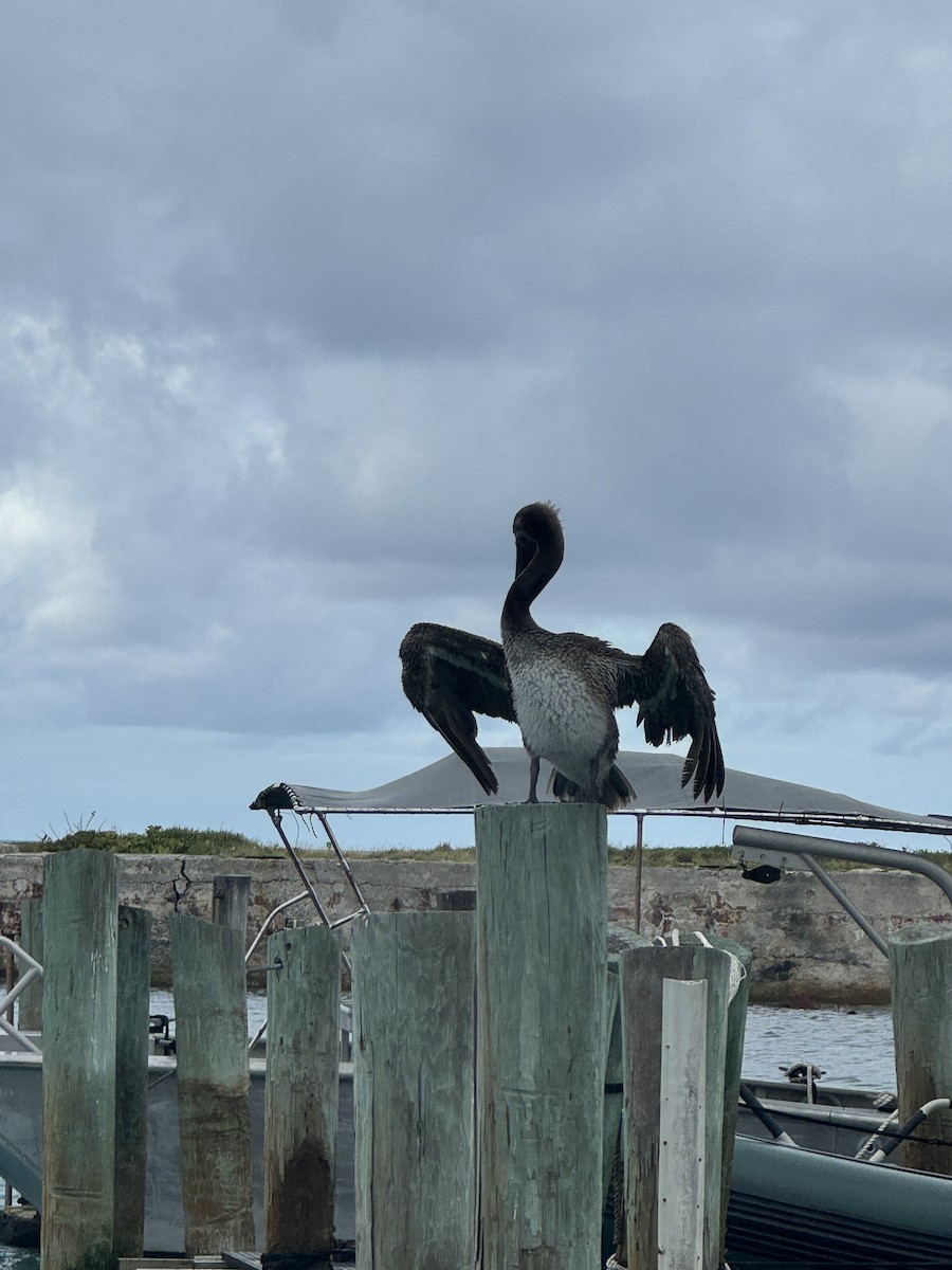 Brown Pelican - ML620764621