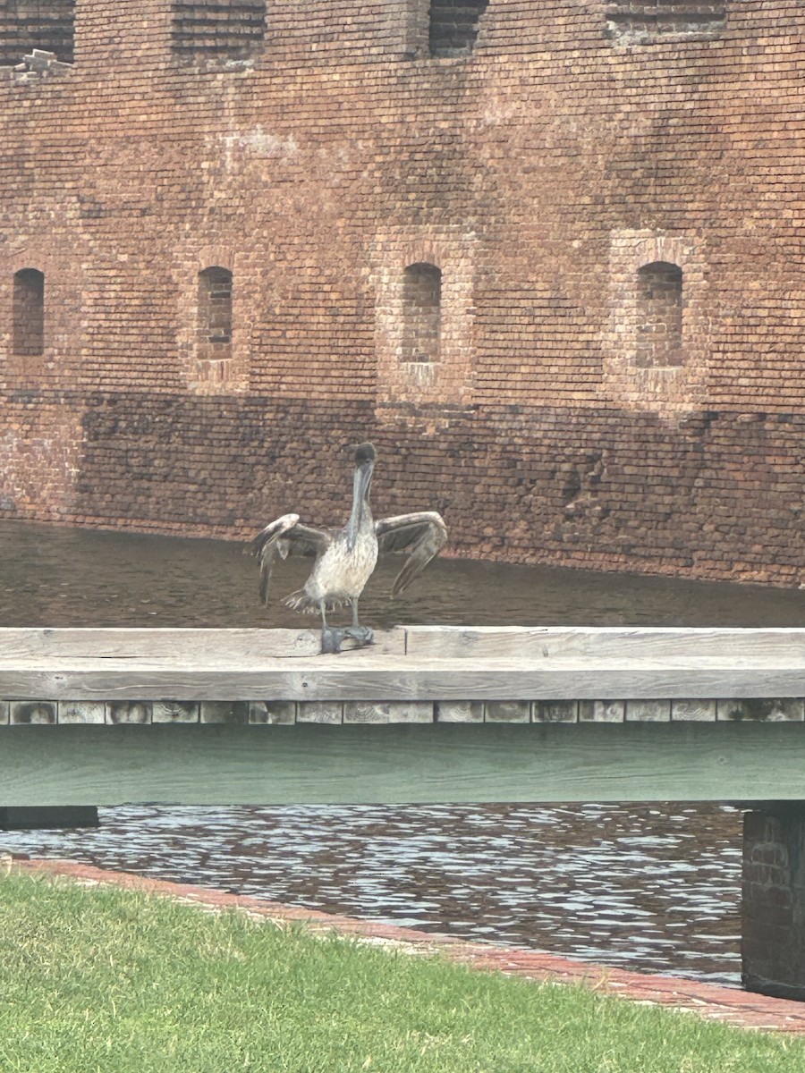 Brown Pelican - Justin Clements