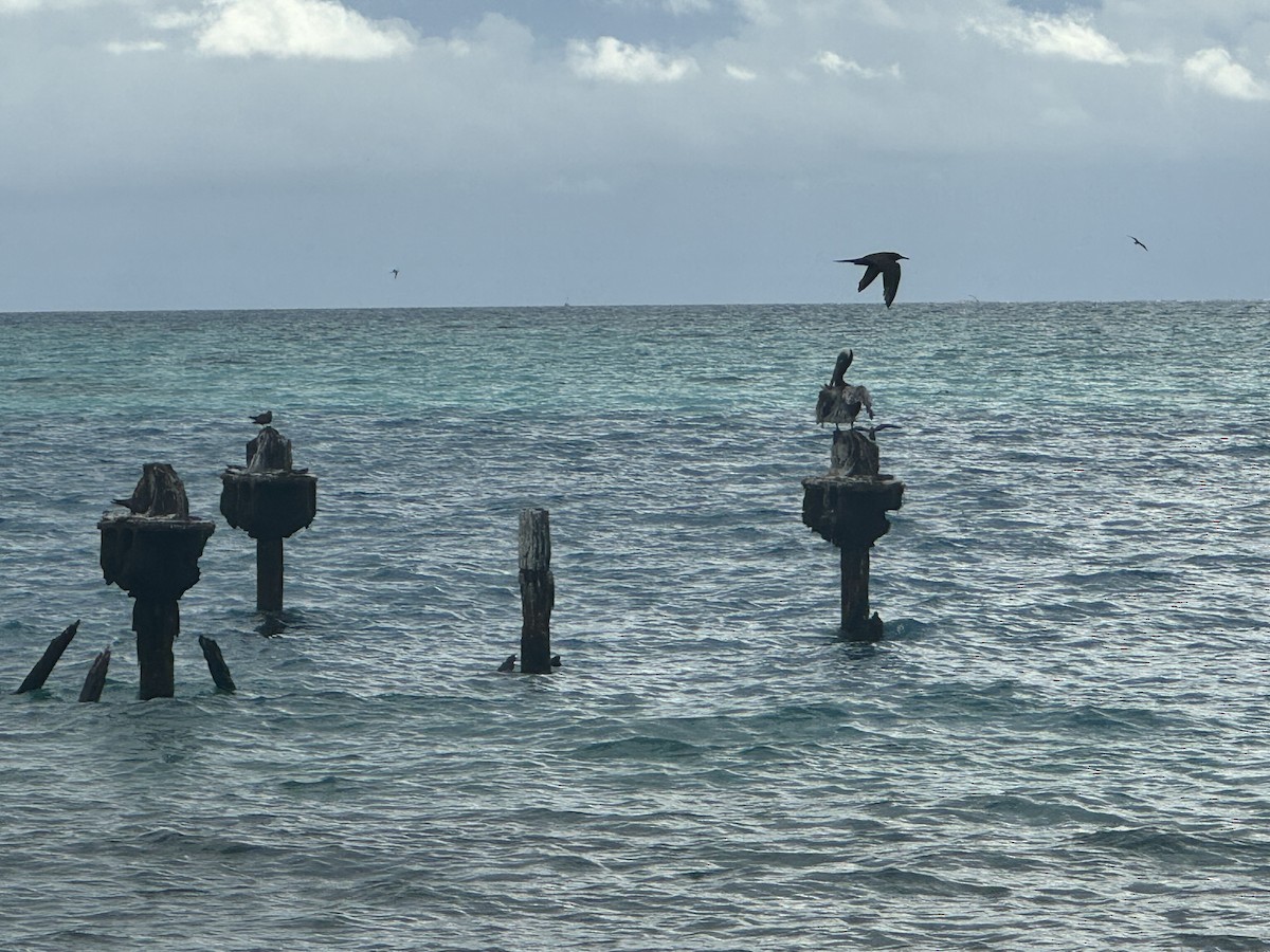 Brown Pelican - ML620764623