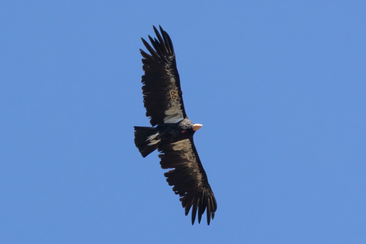 Condor de Californie - ML620764627