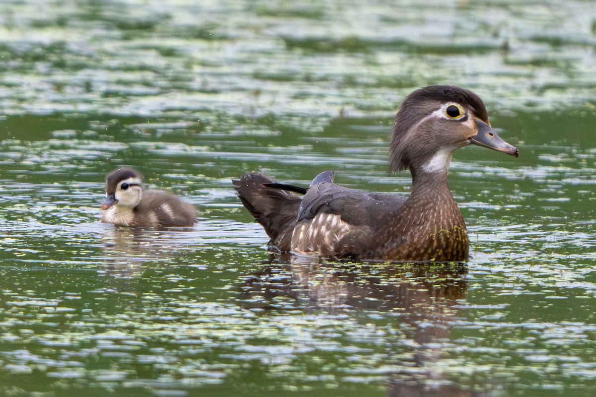 Wood Duck - ML620764631