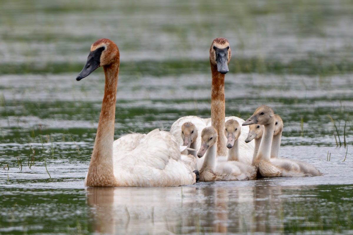 Trumpeter Swan - ML620764635