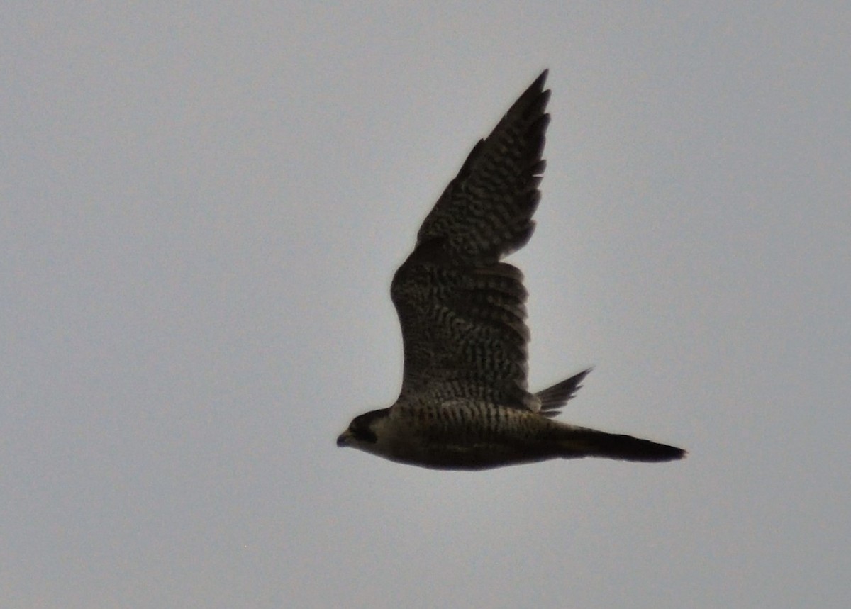 Peregrine Falcon - ML620764636