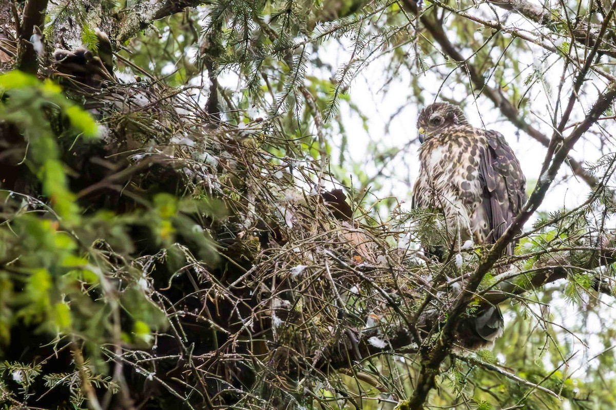 American Goshawk - ML620764637