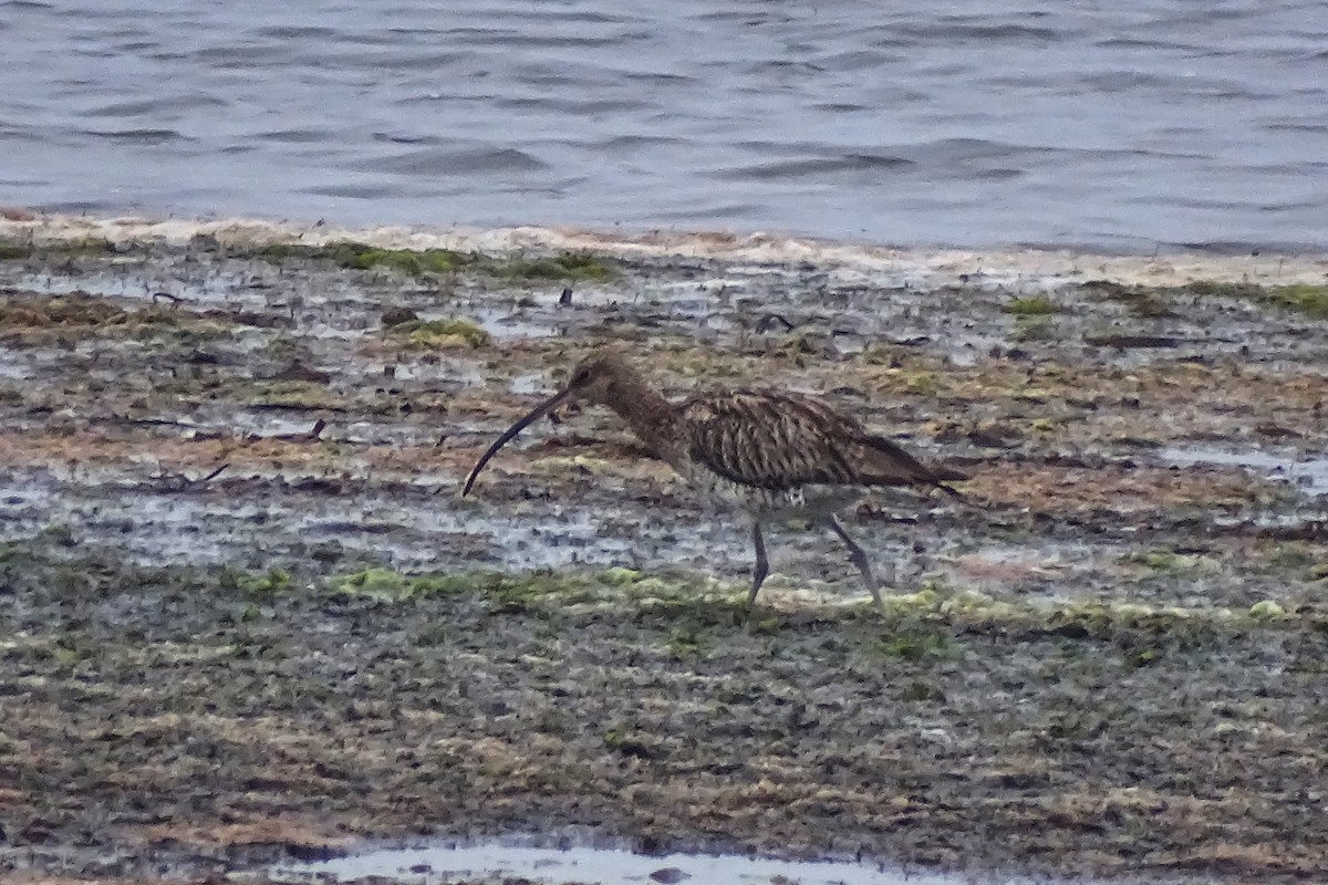 Eurasian Curlew - ML620764639