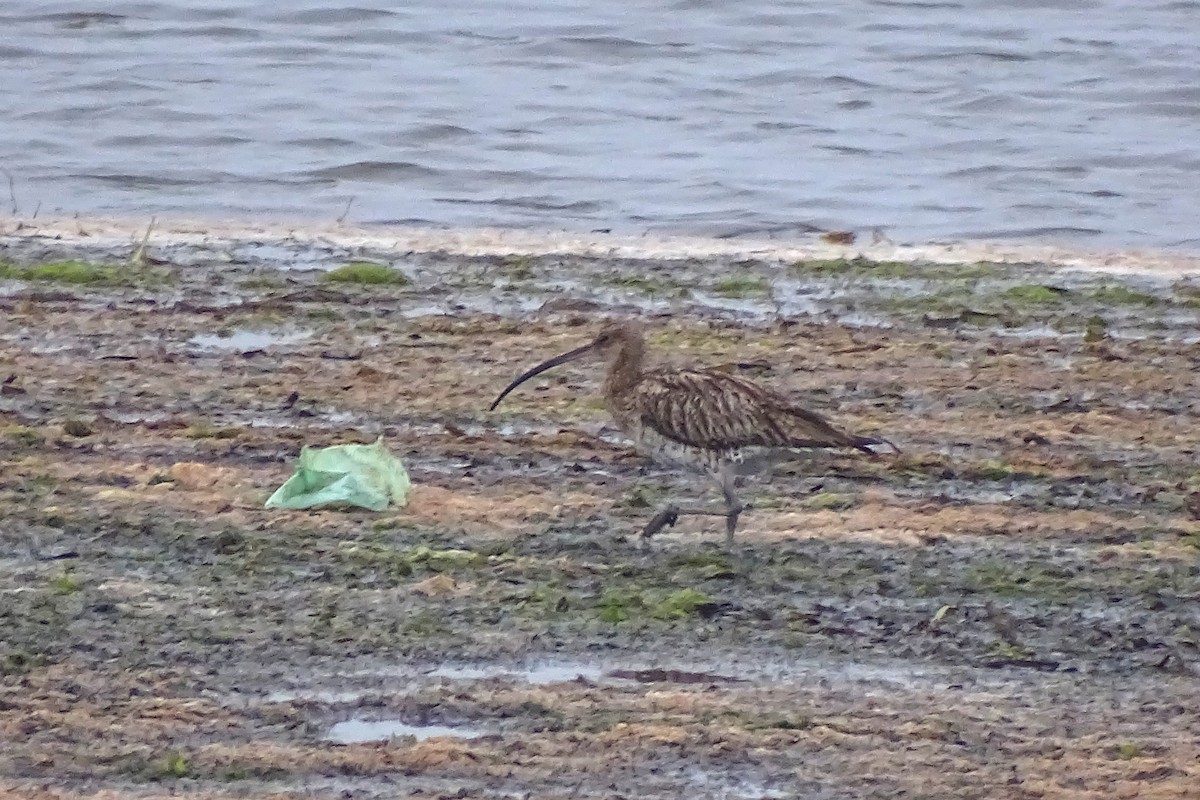 Eurasian Curlew - ML620764640