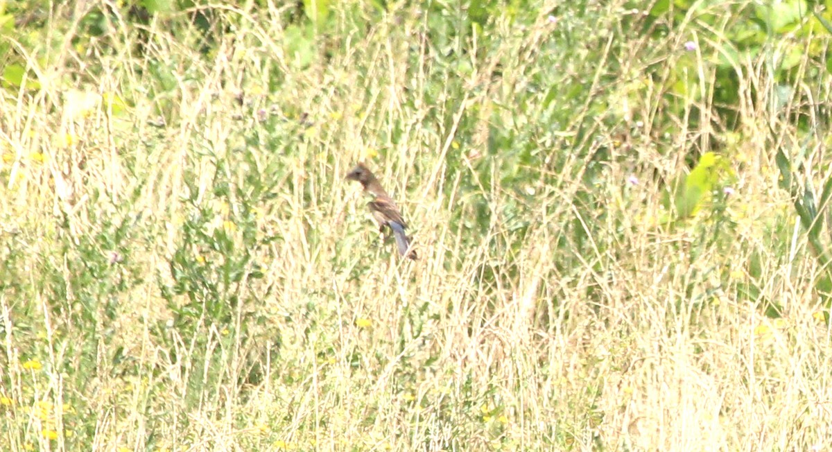 Blue Grosbeak - ML620764643