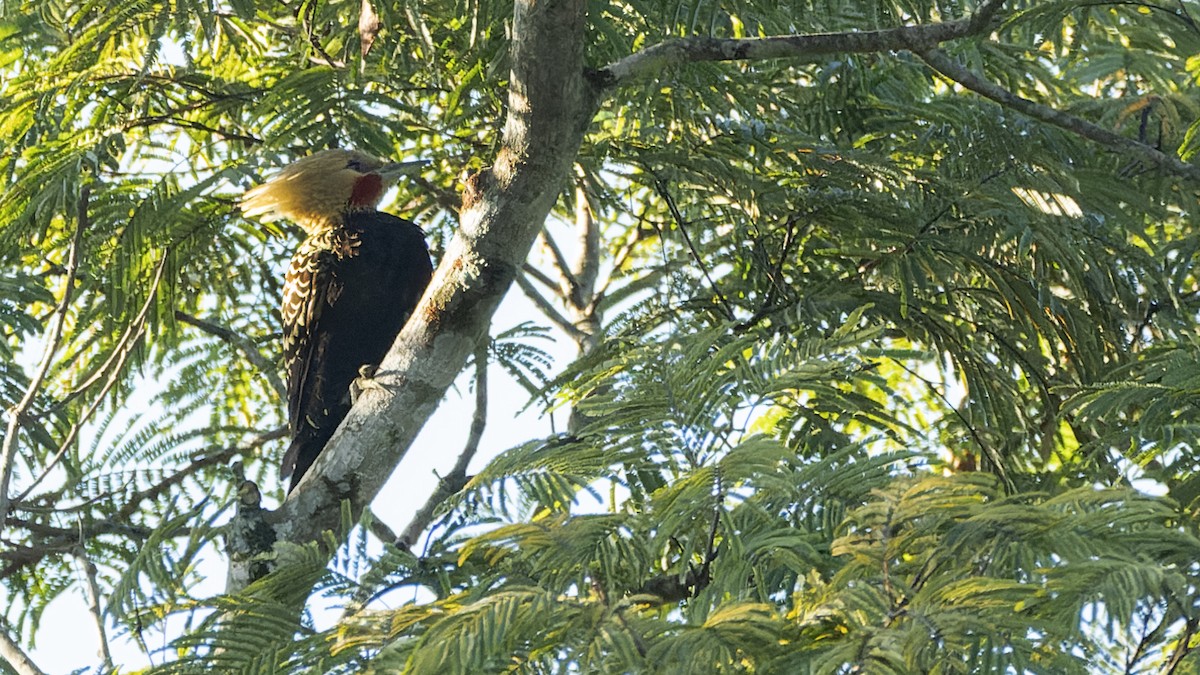 Blond-crested Woodpecker - ML620764644