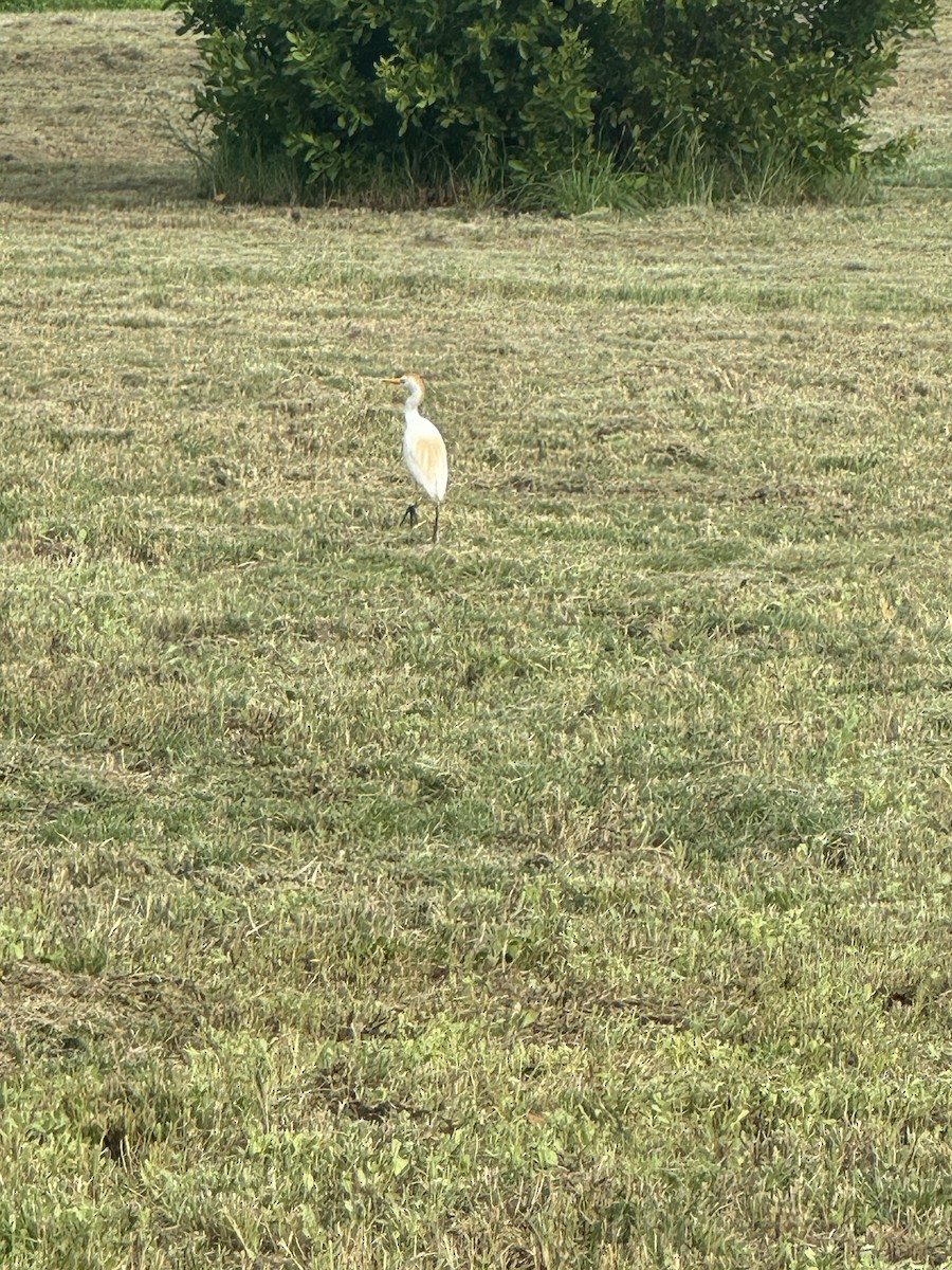 Western Cattle Egret - ML620764645