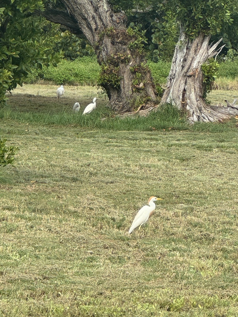 Western Cattle Egret - ML620764646