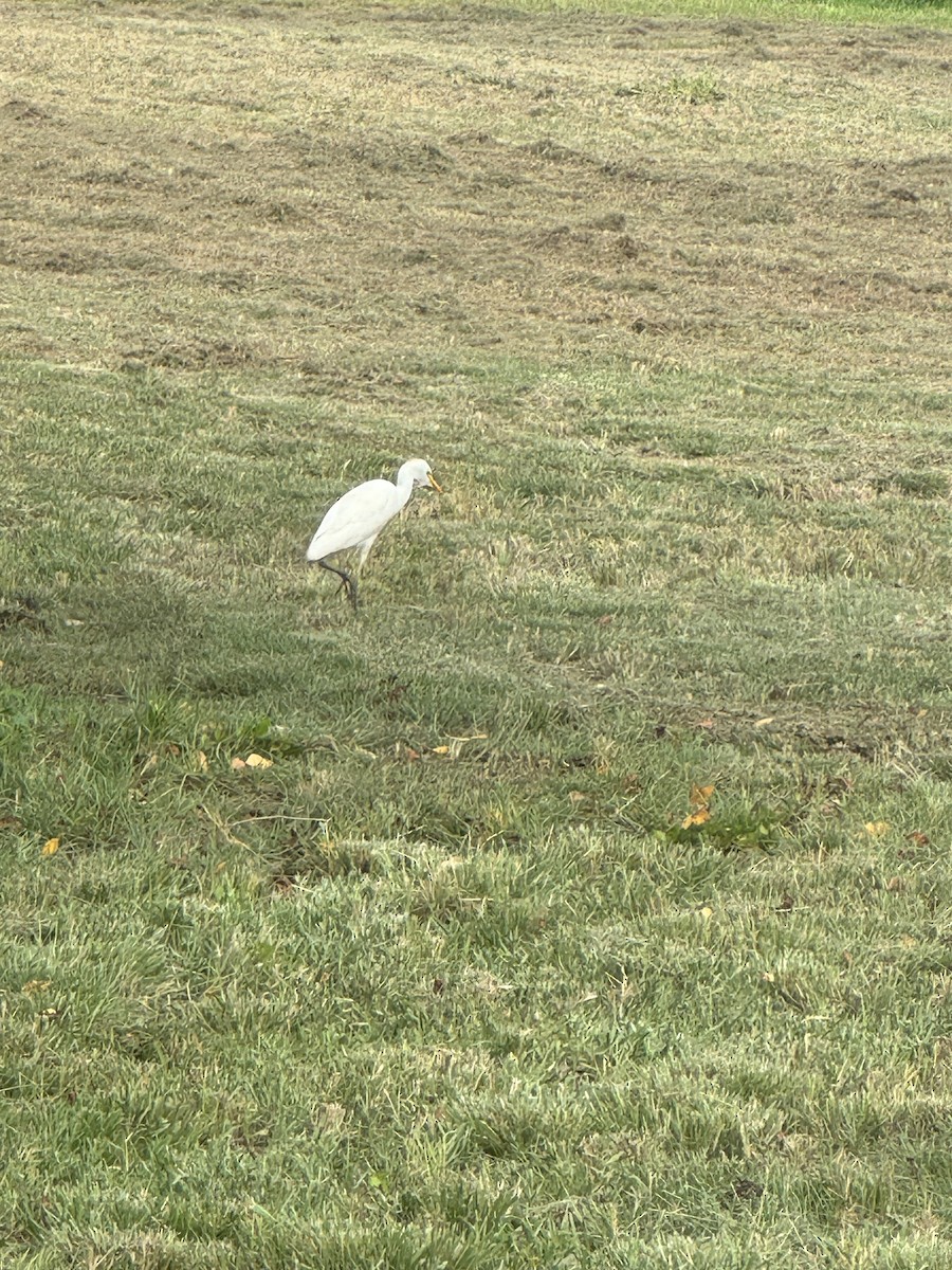 Western Cattle Egret - ML620764647