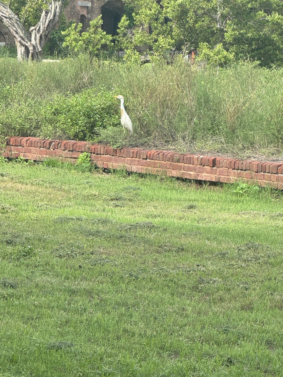 Western Cattle Egret - ML620764648