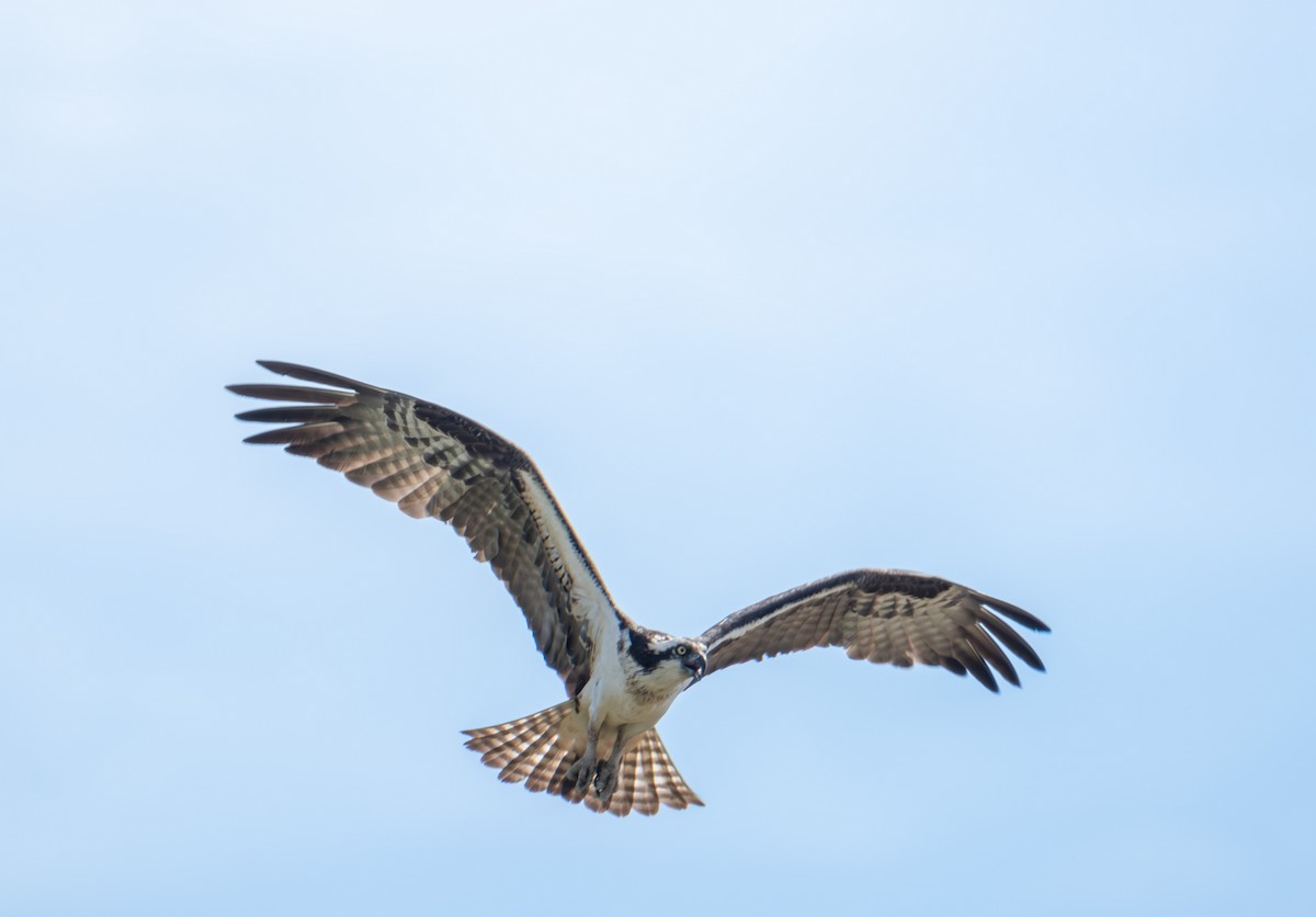 Águila Pescadora - ML620764650