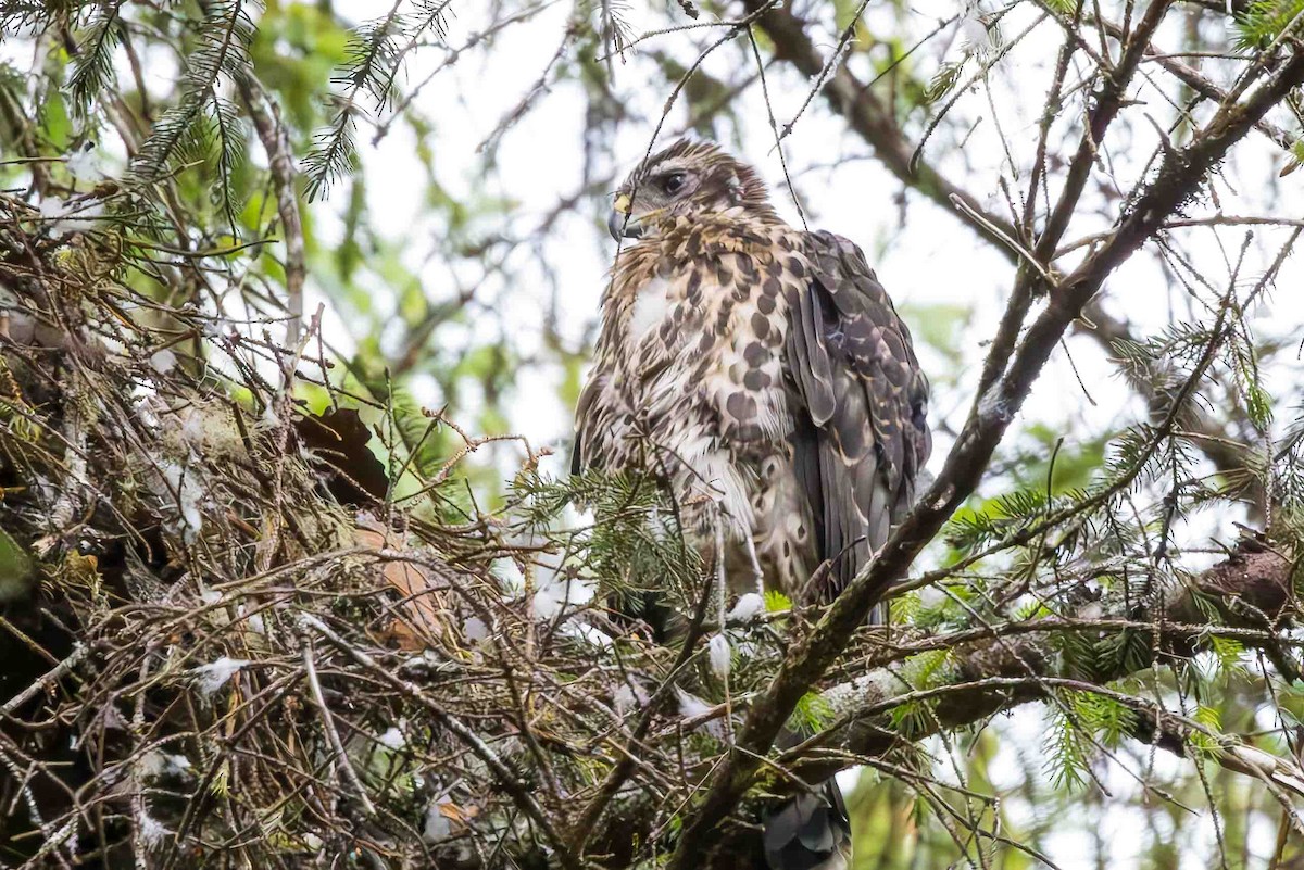 American Goshawk - ML620764651