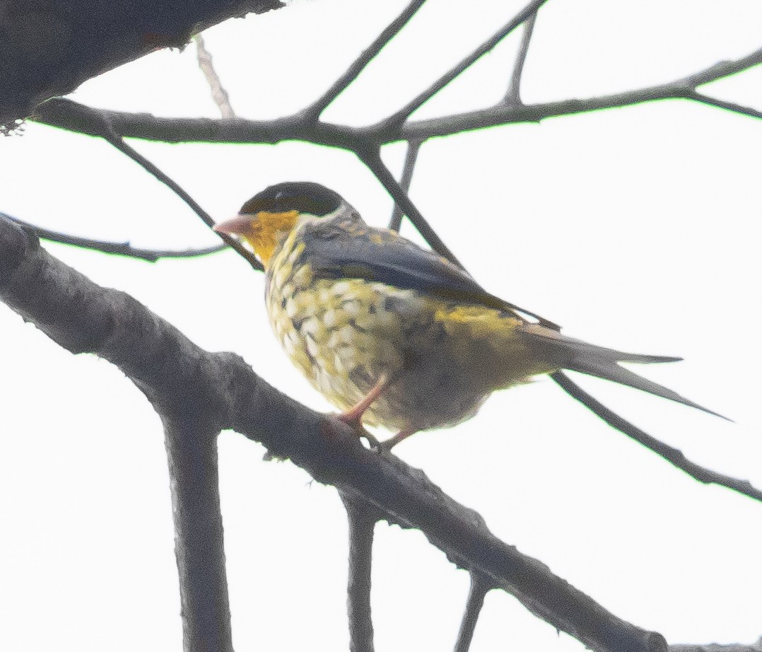 Swallow-tailed Cotinga - ML620764653