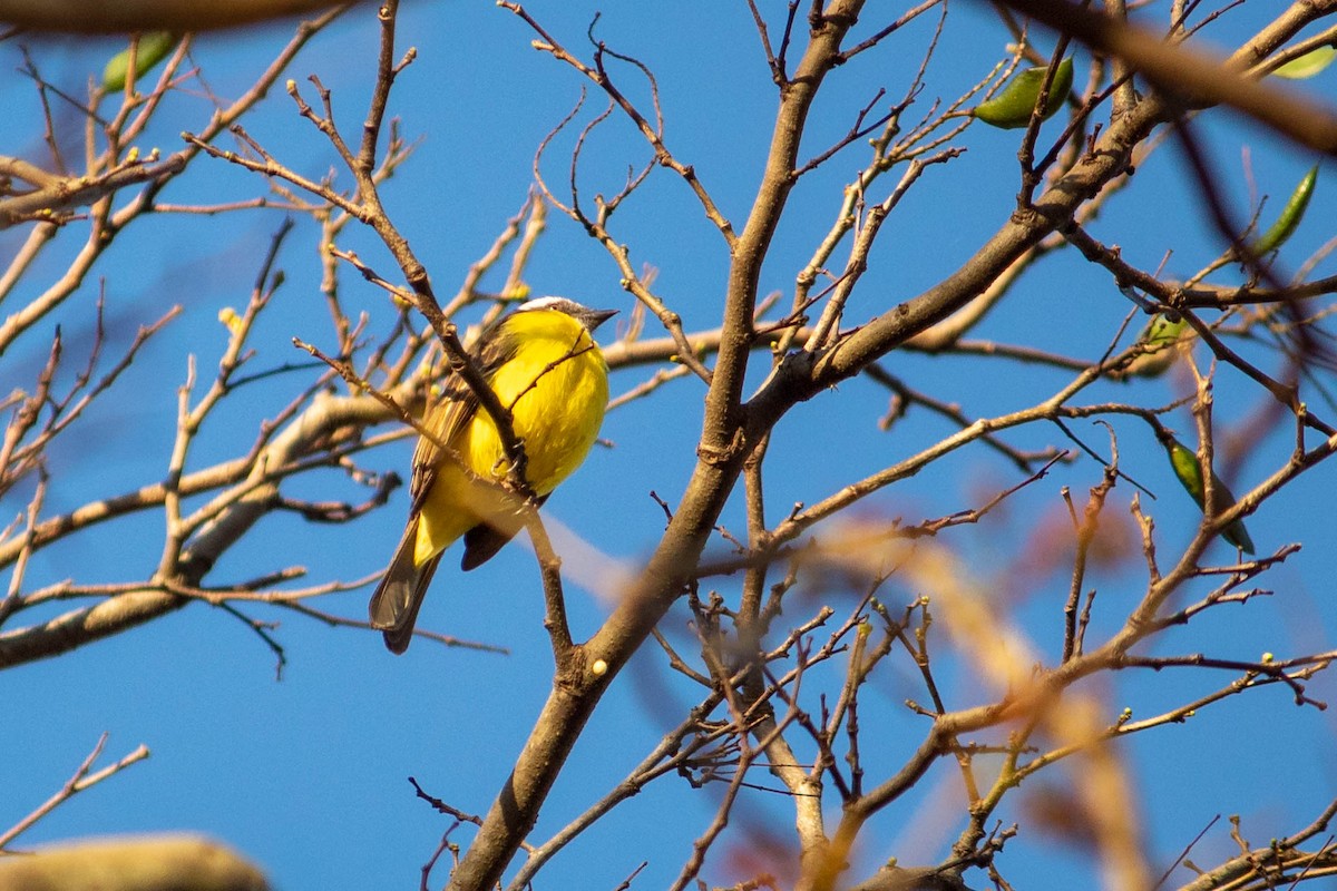 Social Flycatcher - ML620764655