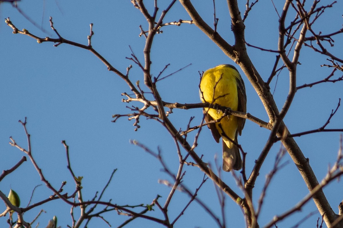 Social Flycatcher - ML620764656