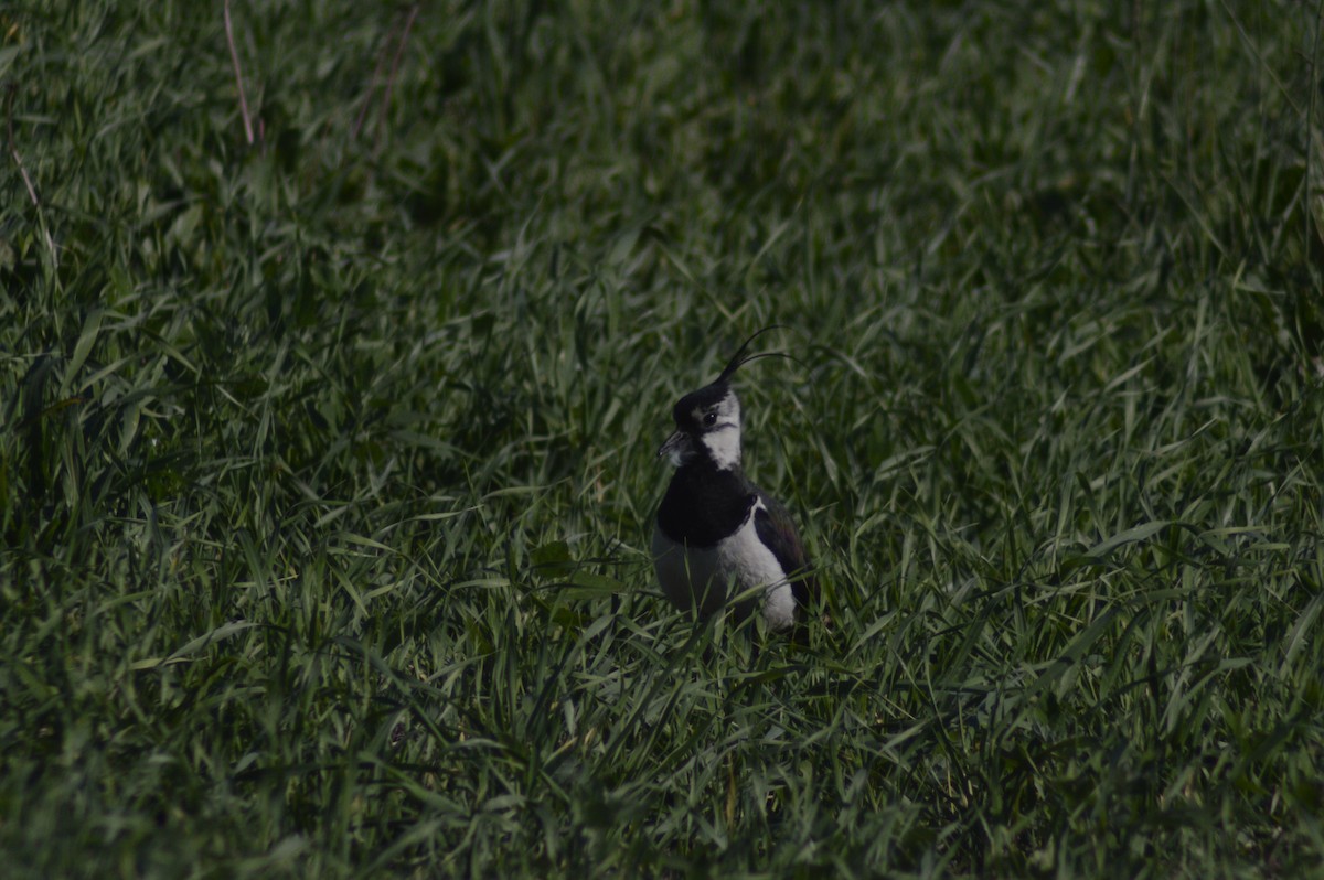 Northern Lapwing - ML620764658