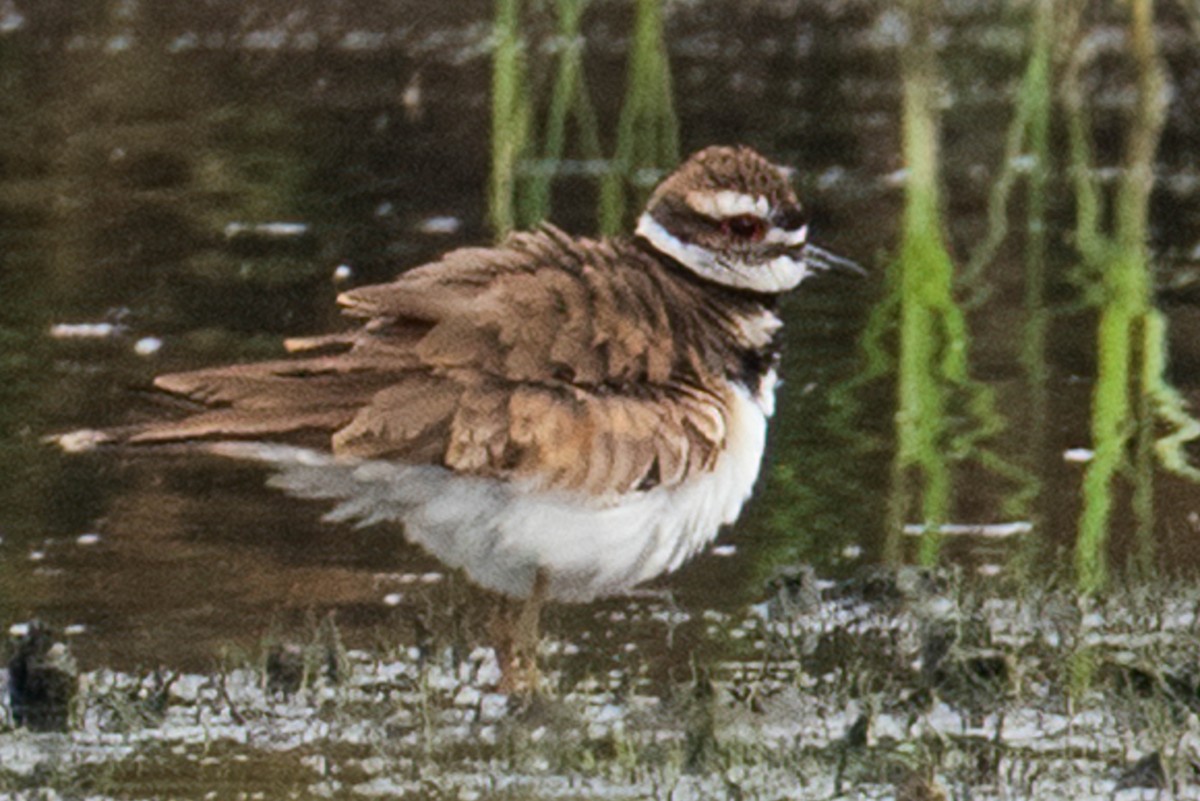 Killdeer - ML620764663