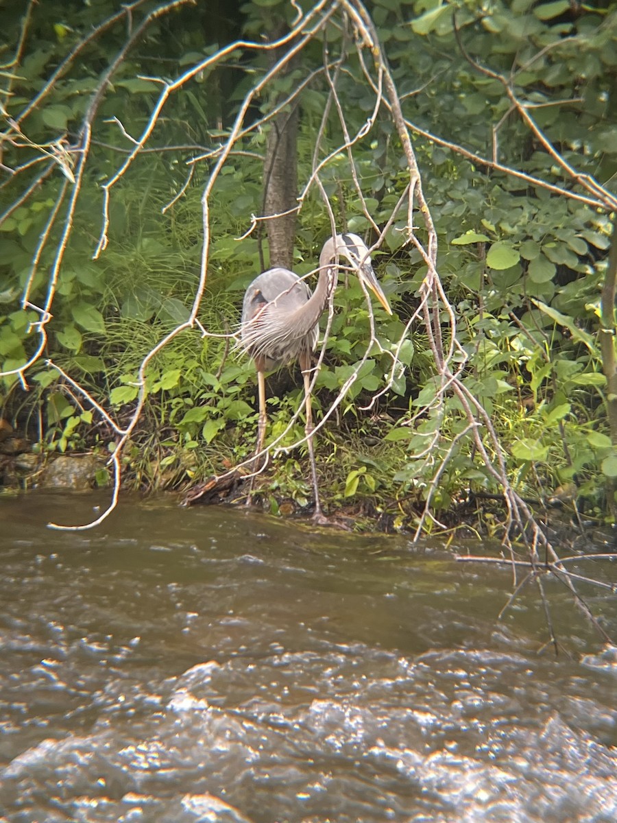 Great Blue Heron - ML620764664