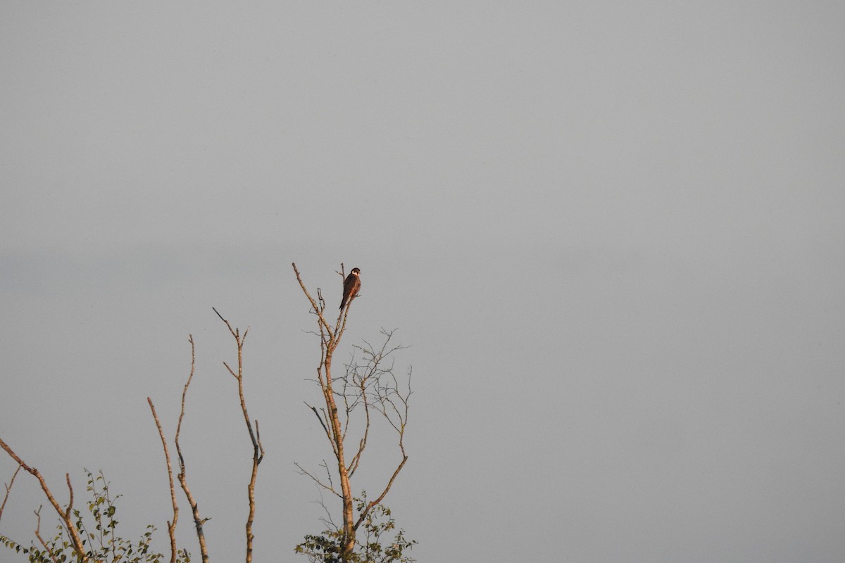 Eurasian Hobby - ML620764667