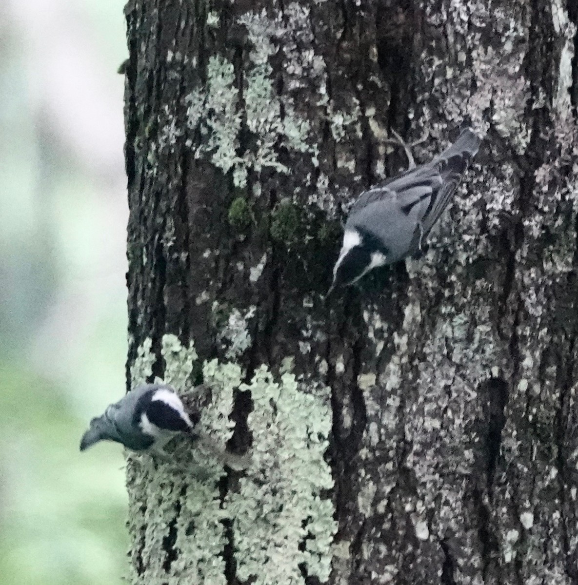 White-breasted Nuthatch - ML620764671