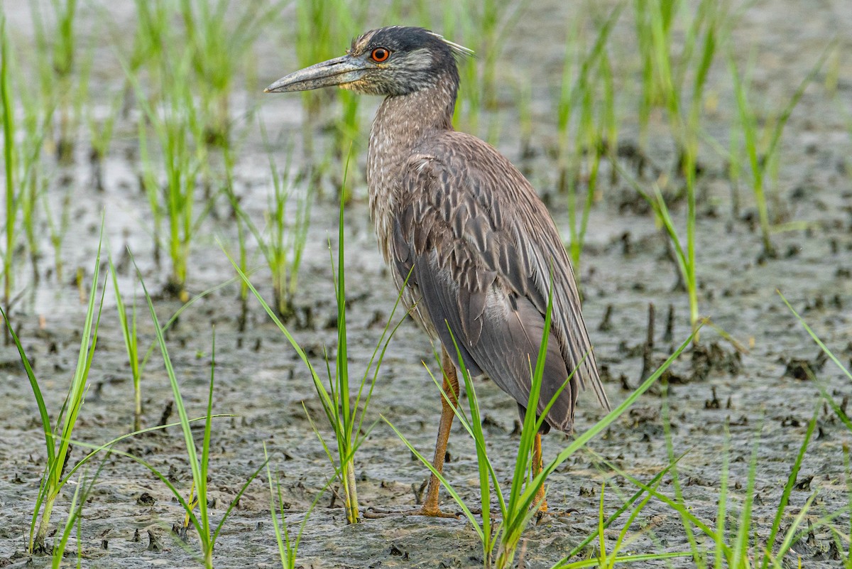 Yellow-crowned Night Heron - Christine Ho