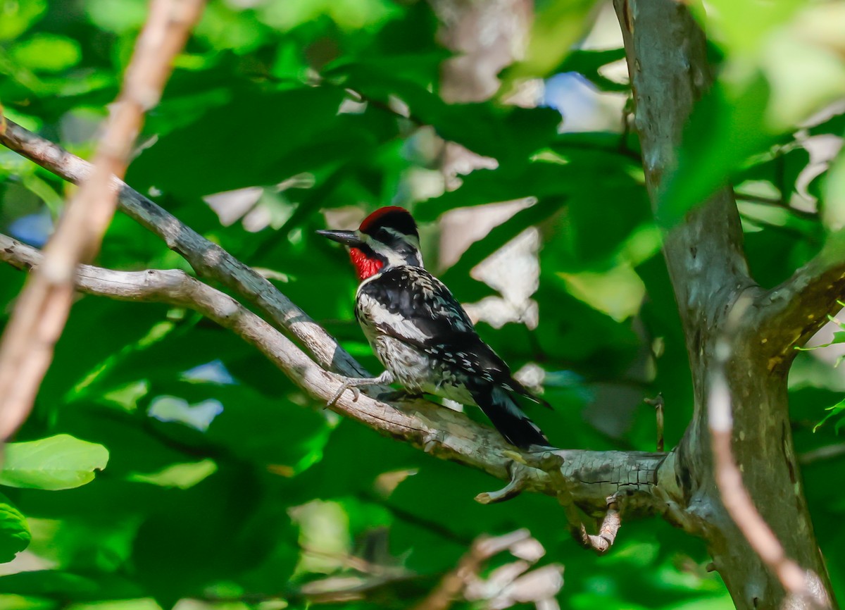 Yellow-bellied Sapsucker - ML620764681