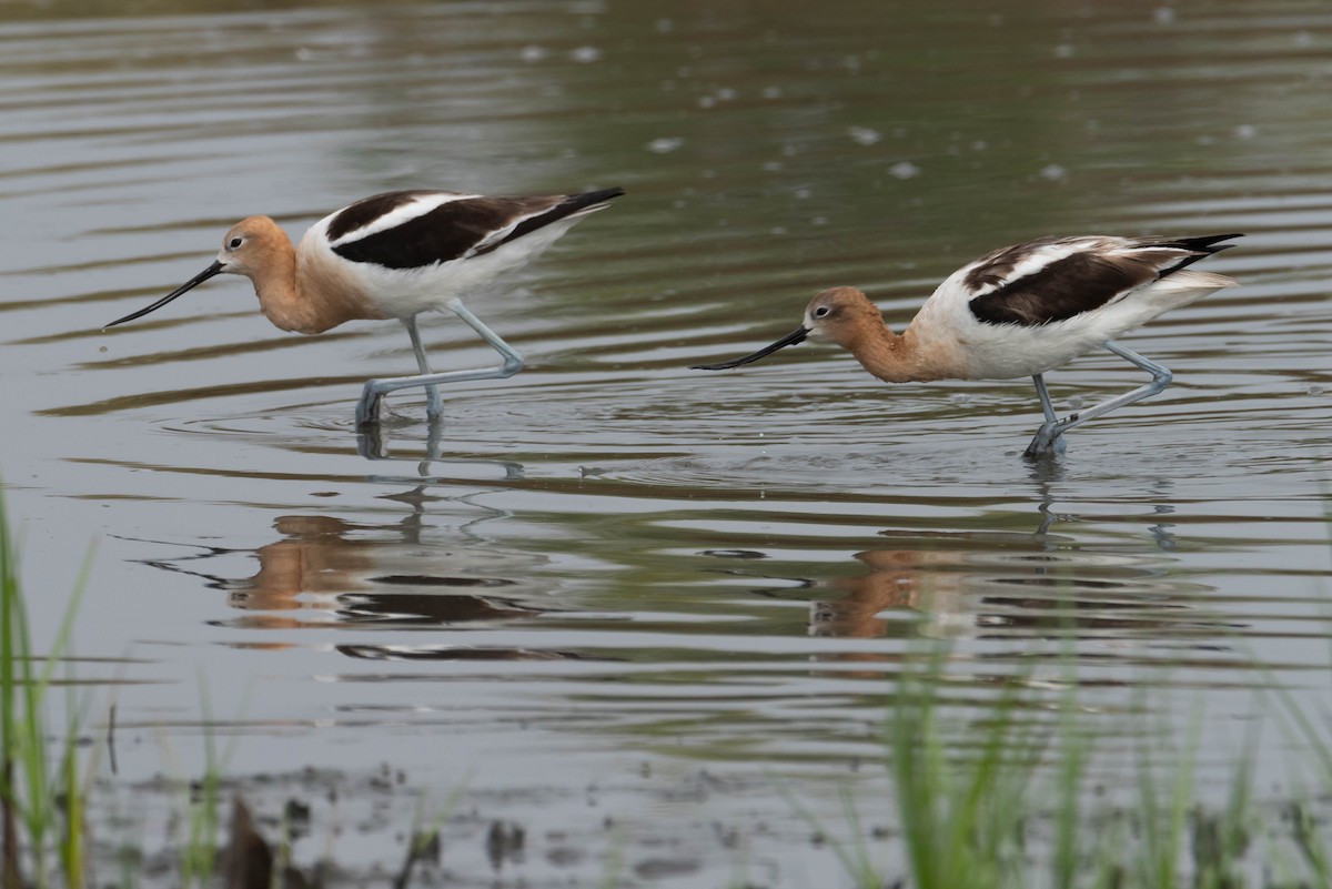 Avoceta Americana - ML620764682