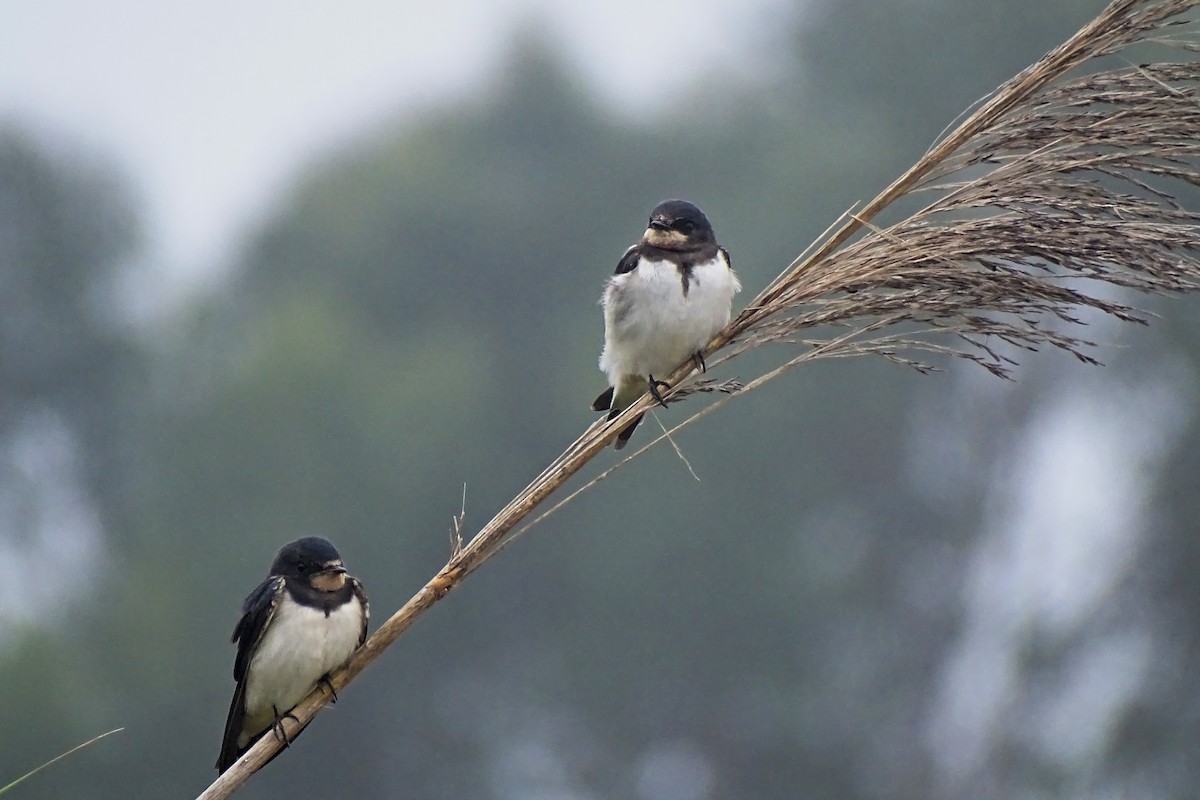 Barn Swallow - ML620764688