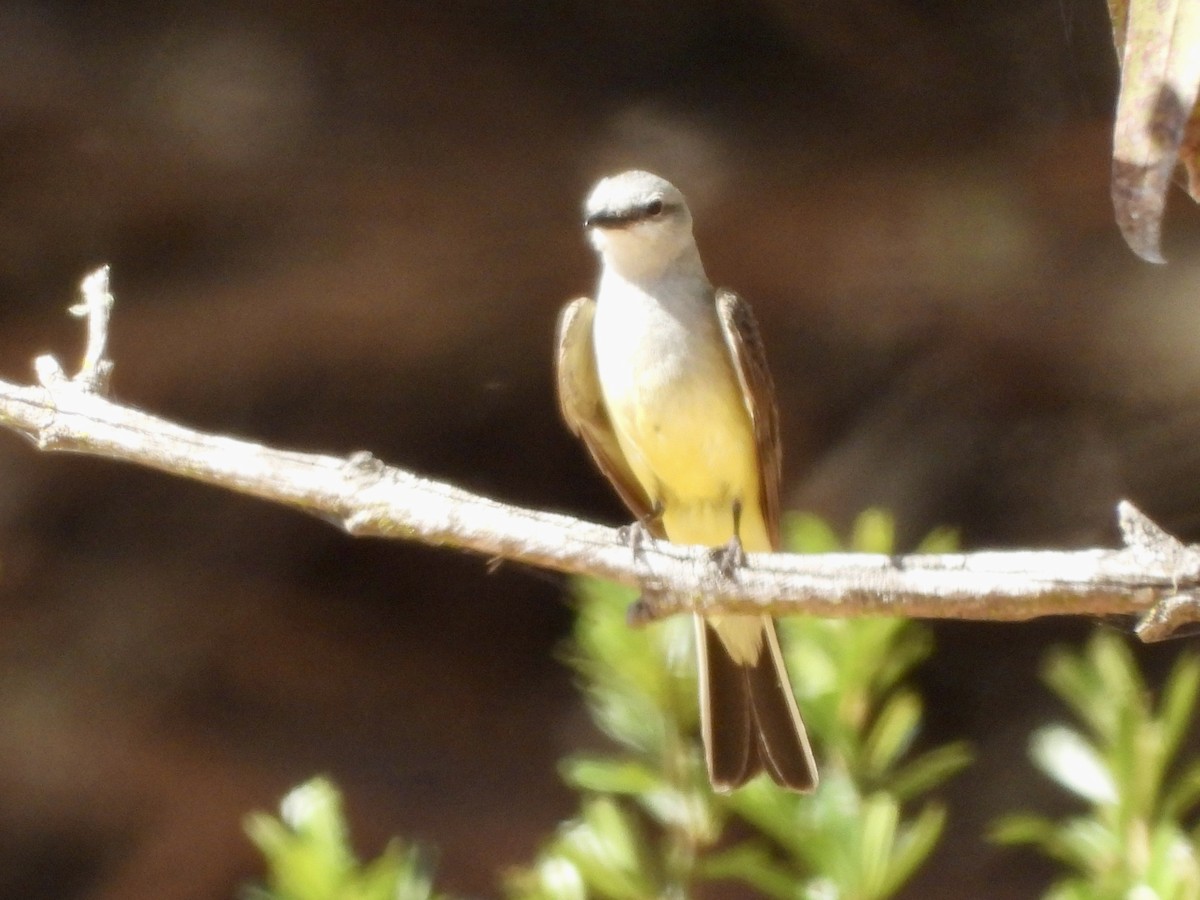 Western Kingbird - ML620764689