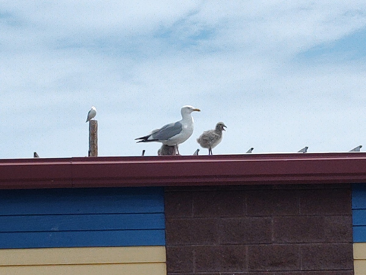 Herring Gull (American) - ML620764690