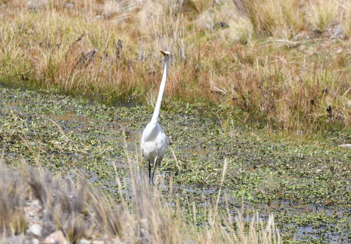 Great Egret - ML620764694