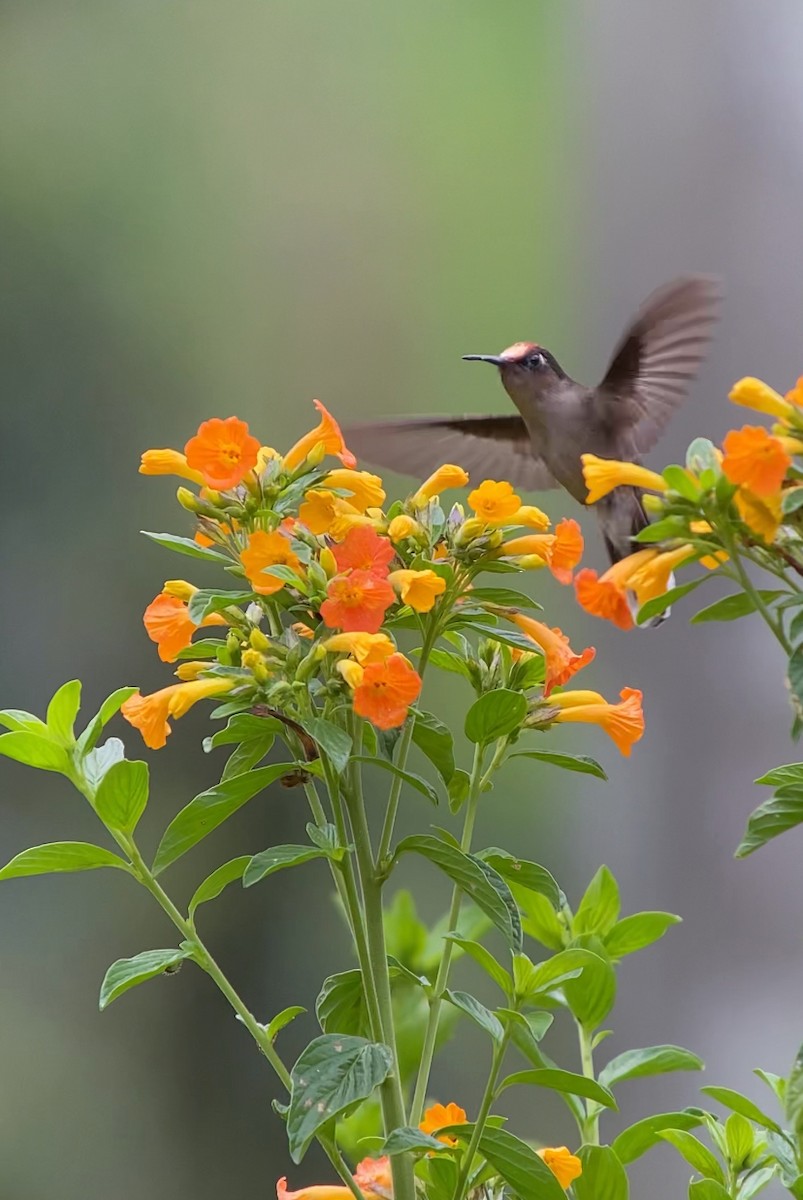 Colibri du Tolima - ML620764695