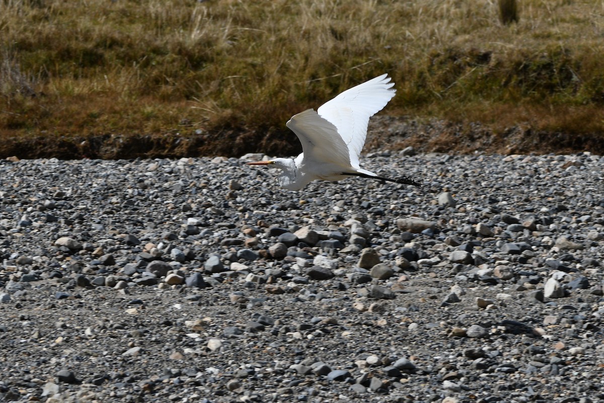 Great Egret - ML620764698